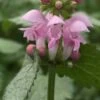 LAMIUM Maculatum 'Pink Pewter' -Perennia Bloom Shop lamium maculatum pink pewter 5010126