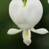 LAMPROCAPNOS Spectabilis 'Alba' -Perennia Bloom Shop lamprocapnos spectabilis alba 2231157