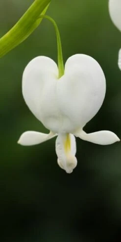 LAMPROCAPNOS Spectabilis 'Alba'
