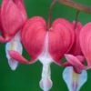 LAMPROCAPNOS Spectabilis 'Valentine' -Perennia Bloom Shop lamprocapnos spectabilis valentine 3090359
