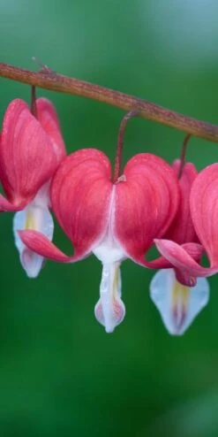 LAMPROCAPNOS Spectabilis 'Valentine'