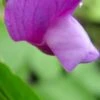 LATHYRUS Vernus 'Dama Duet' -Perennia Bloom Shop lathyrus vernus dama duet