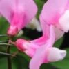 LATHYRUS Vernus 'Dark Pink' 1 LATHYRUS Vernus 'Dark Pink' -Perennia Bloom Shop lathyrus vernus dark pink