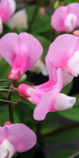 LATHYRUS Vernus 'Dark Pink' 3 LATHYRUS Vernus 'Dark Pink'