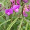 LATHYRUS Vernus 'Gracilis' 2 LATHYRUS Vernus 'Gracilis' -Perennia Bloom Shop lathyrus vernus gracilis 3270431