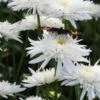 LEUCANTHEMUM X Superbum 'Eisstern' -Perennia Bloom Shop leucanthemum x superbum eisstern 7140048