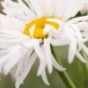 LEUCANTHEMUM X Superbum 'Phyllis Smith' -Perennia Bloom Shop leucanthemum x superbum phyllis smith 7170034 3
