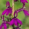 LOBELIA X Speciosa 'Hadspen Purple' PBR -Perennia Bloom Shop lobelia x speciosa hadspen purple 8050204
