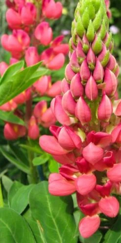 LUPINUS 'My Castle' (Band Of Nobles Series)