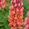 LUPINUS 'Terracotta' ('Wclterr' PBR) -Perennia Bloom Shop lupinus terracotta 5230150