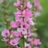LYTHRUM Salicaria 'Blush' 1 LYTHRUM Salicaria 'Blush' -Perennia Bloom Shop lythrum salicaria blush web