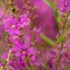 LYTHRUM Salicaria 'Swirl' -Perennia Bloom Shop lythrum swirl 7270147 2