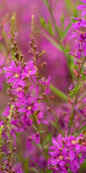 LYTHRUM Salicaria 'Swirl' 3 LYTHRUM Salicaria 'Swirl'