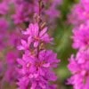 LYTHRUM Virgatum 'Dropmore Purple' 1 LYTHRUM Virgatum 'Dropmore Purple' -Perennia Bloom Shop lythrum virgatum dropmore purple web