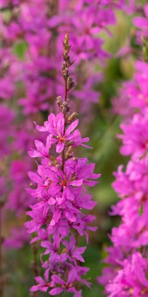 LYTHRUM Virgatum 'Dropmore Purple' 3 LYTHRUM Virgatum 'Dropmore Purple'