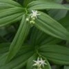 MAIANTHEMUM Stellatum -Perennia Bloom Shop maianthemum stellatum 4211826