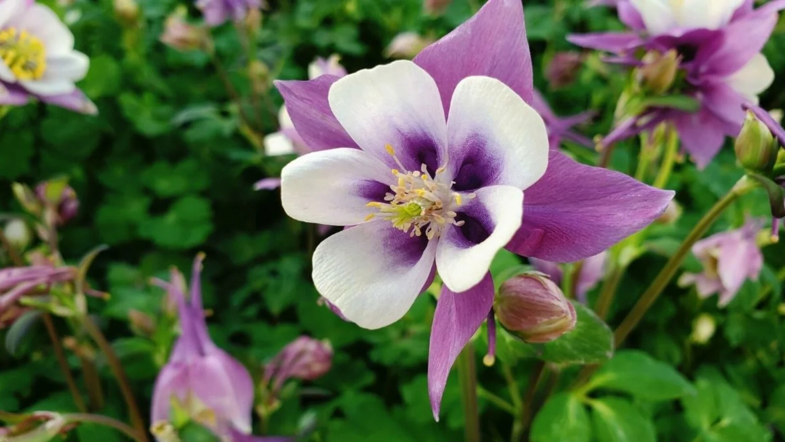 Perennia Bloom Shop -Perennia Bloom Shop may perennials 1600x900 1