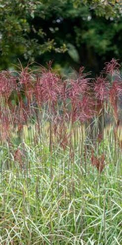 MISCANTHUS Sinensis 'Malepartus' -Perennia Bloom Shop miscanthus sinensis malepartus 9011069