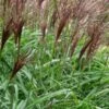 MISCANTHUS Sinensis 'Malepartus' -Perennia Bloom Shop miscanthus sinensis malepartus web 2