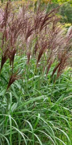 MISCANTHUS Sinensis 'Malepartus'