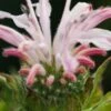 MONARDA 'Fishes' -Perennia Bloom Shop monarda fishes check 7020012 4