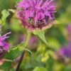 MONARDA 'Prairienacht' -Perennia Bloom Shop monarda prairenacht 7061783