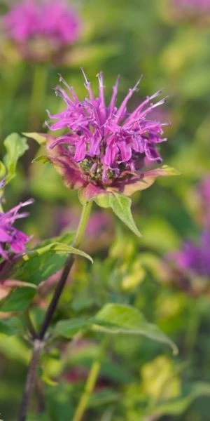 MONARDA 'Prairienacht' 3 MONARDA 'Prairienacht'