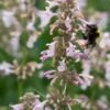 NEPETA Grandiflora 'Dawn To Dusk' -Perennia Bloom Shop nepeta dawn to dusk 6240553