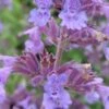 NEPETA Racemosa 'Walker's Low' -Perennia Bloom Shop nepeta racemosa walkers low
