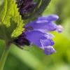 NEPETA Subsessilis 'Blue Dreams' -Perennia Bloom Shop nepeta subsessilis blue dreams