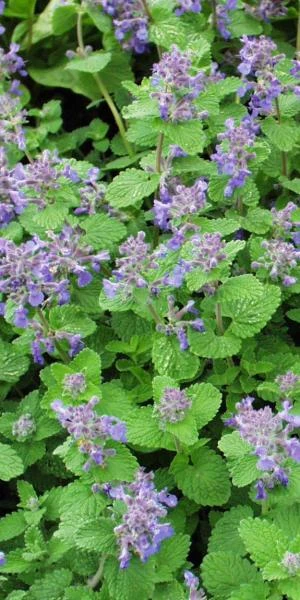 NEPETA X Faassenii 3 NEPETA X Faassenii
