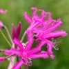 NERINE 'Isobel'