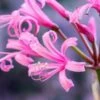 NERINE Bowdenii 'Stewart Gilkison' -Perennia Bloom Shop nerine bowdenii stewart gilkison fs 1 web