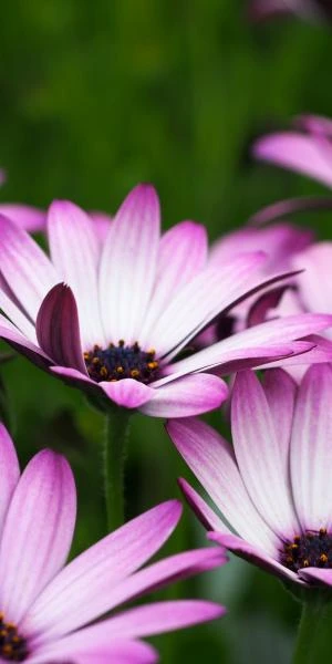 OSTEOSPERMUM Hardy Pink 3 OSTEOSPERMUM Hardy Pink