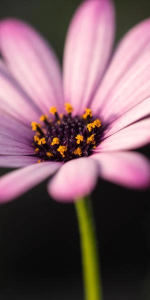 OSTEOSPERMUM Hardy Pink 4 OSTEOSPERMUM Hardy Pink - Image 2