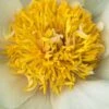 PAEONIA 'Claire De Lune' -Perennia Bloom Shop paeonia claire de lune 5240018