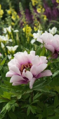 PAEONIA 'Cora Louise' -Perennia Bloom Shop paeonia cora louise 6021044