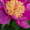 PAEONIA Lactiflora 'Doreen' -Perennia Bloom Shop paeonia lactiflora doreen 6101196