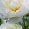 PAEONIA Lactiflora 'Duchesse De Nemours' -Perennia Bloom Shop paeonia lactiflora duchesse de nemour 5270385 2