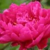 PAEONIA Lactiflora 'Karl Rosenfield' -Perennia Bloom Shop paeonia lactiflora karl rosenfield