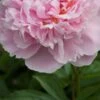 PAEONIA Lactiflora 'Sarah Bernhardt' -Perennia Bloom Shop paeonia lactiflora sarah bernhardt 5270361