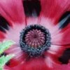 PAPAVER Orientale 'Patty's Plum' -Perennia Bloom Shop papaver orientale patty s plum 1