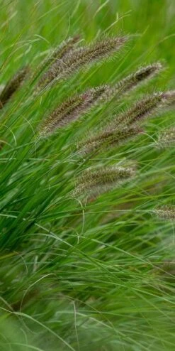 PENNISETUM Alopecuroides 'Cassian's Choice' -Perennia Bloom Shop pennisetum alopecuroides cassian s choice web
