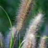 PENNISETUM Alopecuroides 'Red Head' -Perennia Bloom Shop pennisetum alopecuroides red head 8260745