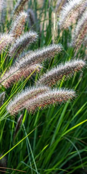 PENNISETUM Alopecuroides 'Red Head' 4 PENNISETUM Alopecuroides 'Red Head' - Image 2