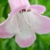 PENSTEMON 'Apple Blossom' -Perennia Bloom Shop penstemon appleblossom