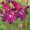 PENSTEMON 'Blackbird' -Perennia Bloom Shop penstemon blackbird 6140683