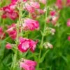 PENSTEMON 'Flamingo' -Perennia Bloom Shop penstemon flamingo 2