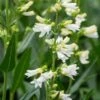 PENSTEMON Glaber 'Roundway Snowflake' -Perennia Bloom Shop penstemon glaber roundway snowflake 6160362