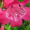 PENSTEMON 'Hewell Pink Bedder' -Perennia Bloom Shop penstemon hewell pink bedder